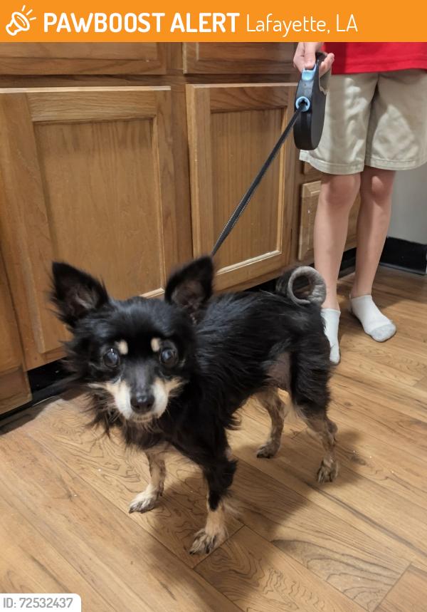 Found/Stray Female Dog last seen Emberwood Apts , Lafayette, LA 70508