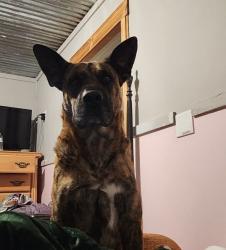 Lost Male Dog last seen Bryant quarter , Hall County, GA 30543