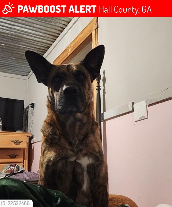 Lost Male Dog last seen Bryant quarter , Hall County, GA 30543