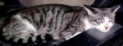 Lost Female Cat last seen Perris blvd. And cloud haven dr, Moreno Valley, CA 92557