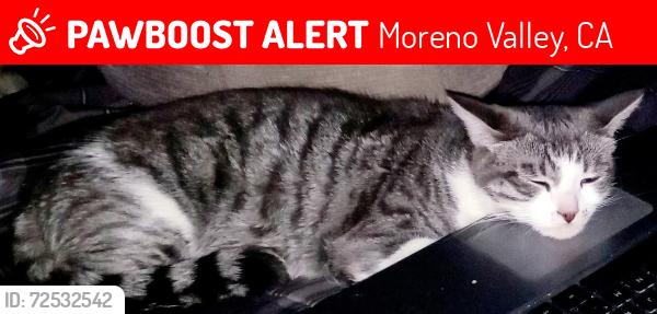 Lost Female Cat last seen Perris blvd. And cloud haven dr, Moreno Valley, CA 92557