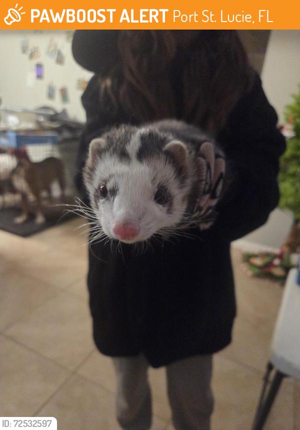 Port St. Lucie, FL Stray Ferret Found Near Tulip blvd | PawBoost