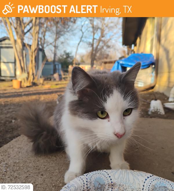 Found/Stray Unknown Cat last seen Roce , Irving, TX 75062