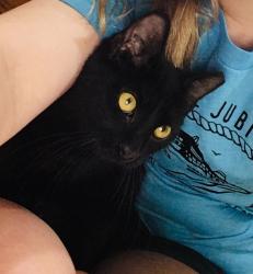 Lost Female Cat last seen Roger Rd at Heide Circle, Scott, LA 70583