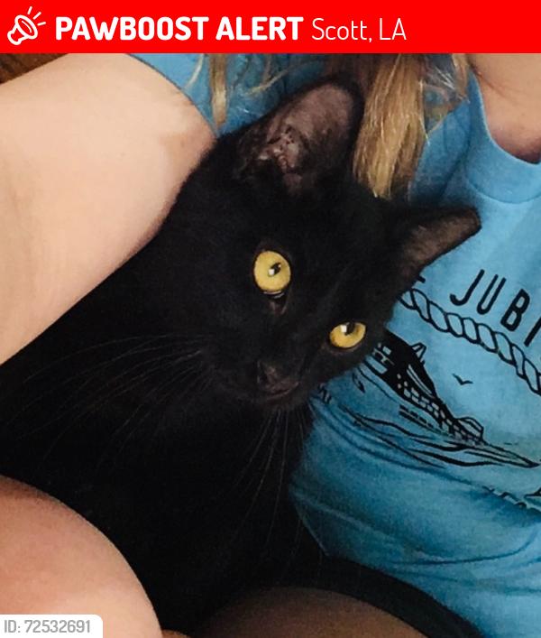 Lost Female Cat last seen Roger Rd at Heide Circle, Scott, LA 70583