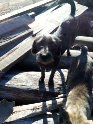 Lost Female Dog last seen J.s waters school, goldston town, Goldston, NC 27252