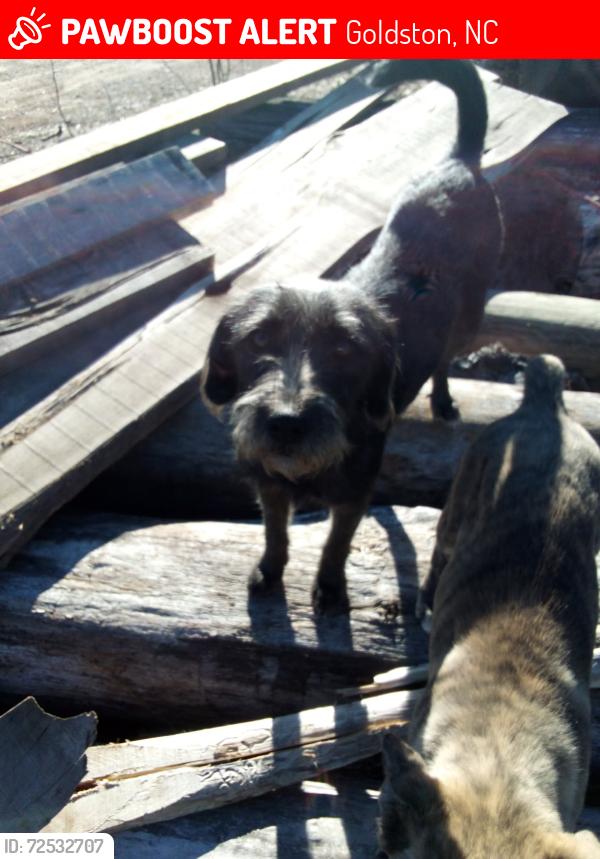 Lost Female Dog last seen J.s waters school, goldston town, Goldston, NC 27252
