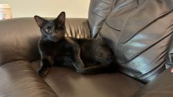 Lost Male Cat last seen East Adelaide Dr 32259, St. Johns County, FL 32259
