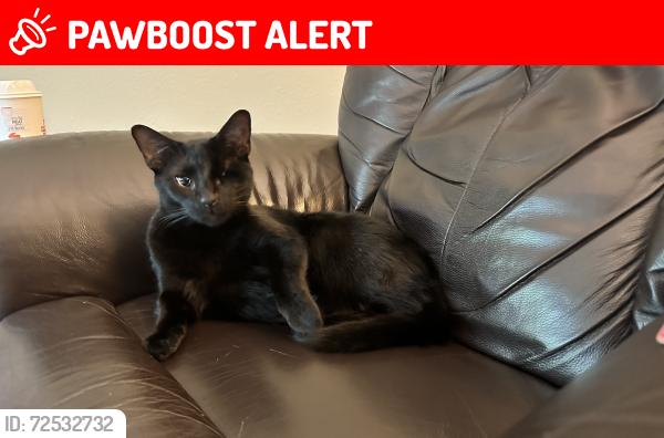 Lost Male Cat last seen East Adelaide Dr 32259, St. Johns County, FL 32259