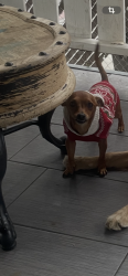 Lost Male Dog last seen Sultana and Euclid , Ontario, CA 91761
