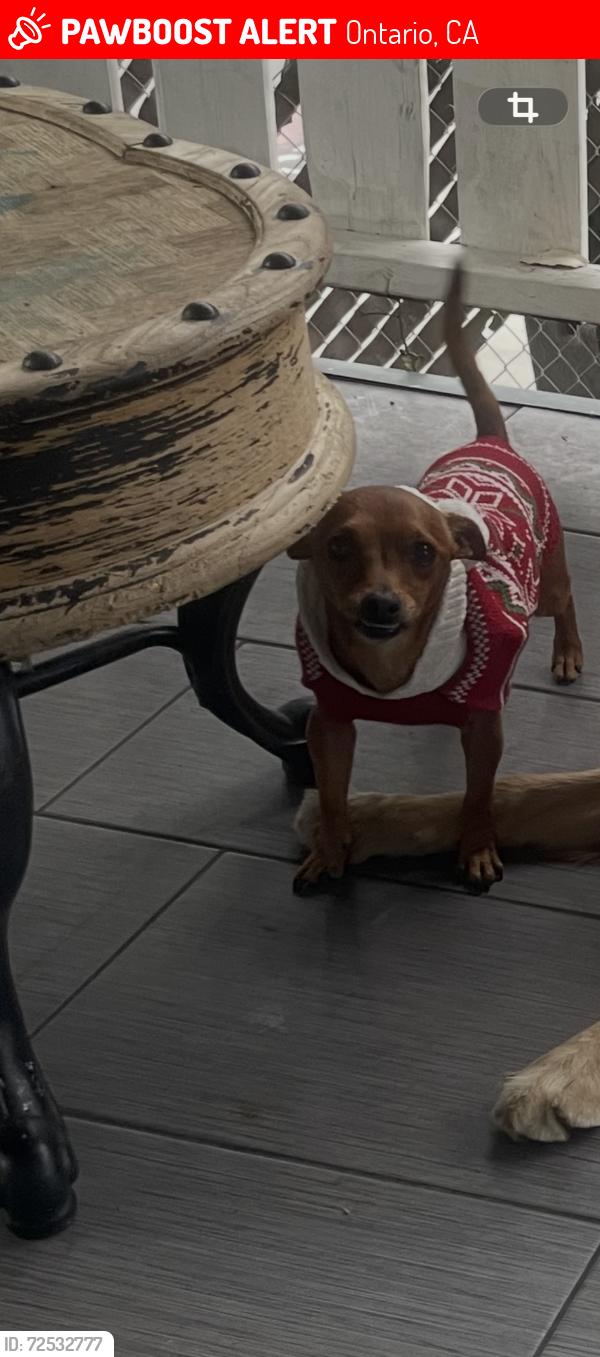 Lost Male Dog last seen Sultana and Euclid , Ontario, CA 91761