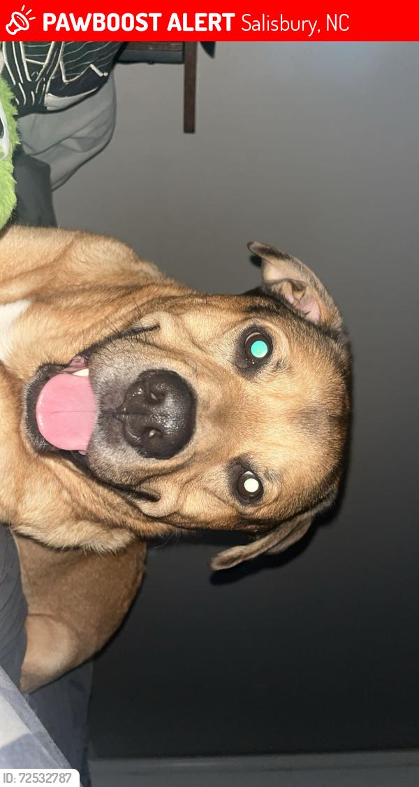 Lost Male Dog last seen Lash Dr and statesville blvd, Salisbury, NC 28147