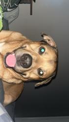 Lost Male Dog last seen Lash Dr and statesville blvd, Salisbury, NC 28147