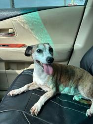 Reunited Female Dog last seen In my backyard, Cypress, TX 77429