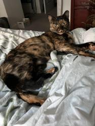 Lost Female Cat last seen 16th St and15 Ave, St. Petersburg, FL 33704