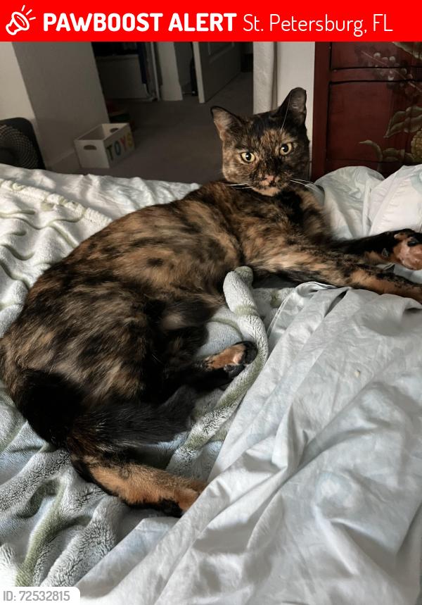 Lost Female Cat last seen 16th St and15 Ave, St. Petersburg, FL 33704