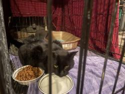 Found/Stray Unknown Cat last seen Highland Ave, Greensburg, PA 15601