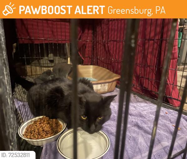 Found/Stray Unknown Cat last seen Highland Ave, Greensburg, PA 15601