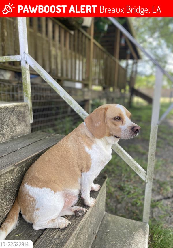 Lost Female Dog last seen Camp Bon Temps Rd & Oleste Tauzin Rd, Breaux Bridge, LA 70517