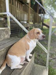Lost Female Dog last seen Camp Bon Temps Rd & Oleste Tauzin Rd, Breaux Bridge, LA 70517