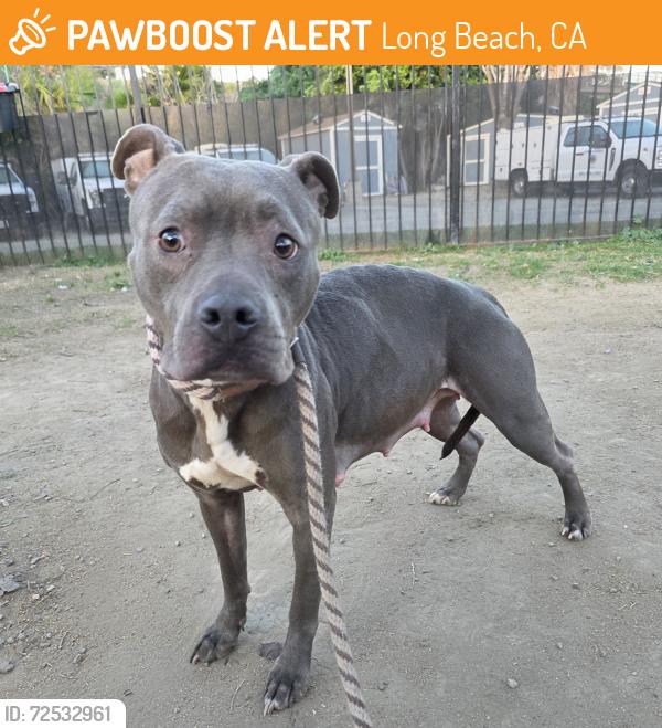 Found/Stray Female Dog last seen Near Atlantic Ave, Long Beach, CA 90807, Long Beach, CA 90807
