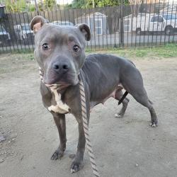 Found/Stray Female Dog last seen Near Atlantic Ave, Long Beach, CA 90807, Long Beach, CA 90807