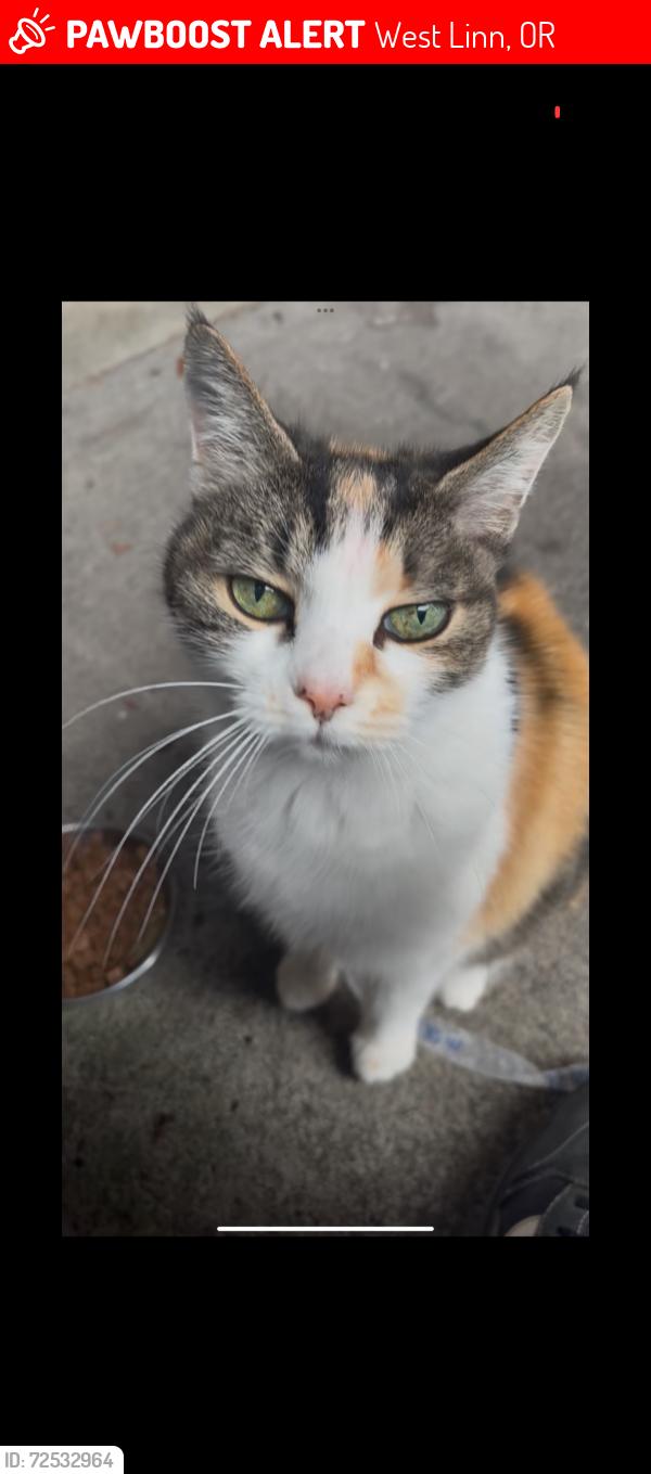 Lost Female Cat last seen Near hidden springs road , West Linn, OR 97068