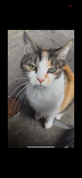 Lost Female Cat last seen Near hidden springs road , West Linn, OR 97068