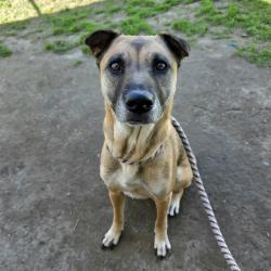 Found/Stray Female Dog last seen Near Pacific Coast Hwy, Long Beach, CA 90804, Long Beach, CA 90804