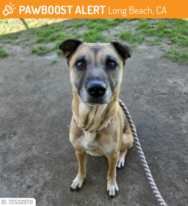 Found/Stray Female Dog last seen Near Pacific Coast Hwy, Long Beach, CA 90804, Long Beach, CA 90804