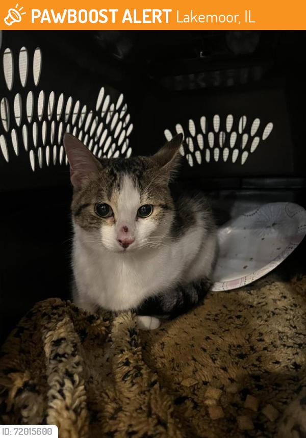 Found/Stray Unknown Cat last seen Wegner rd in Lakemoor , Lakemoor, IL 60051
