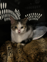 Found/Stray Unknown Cat last seen Wegner rd in Lakemoor , Lakemoor, IL 60051