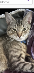Lost Male Cat last seen Orange Ln and Wilcox , Harlingen, TX 78552