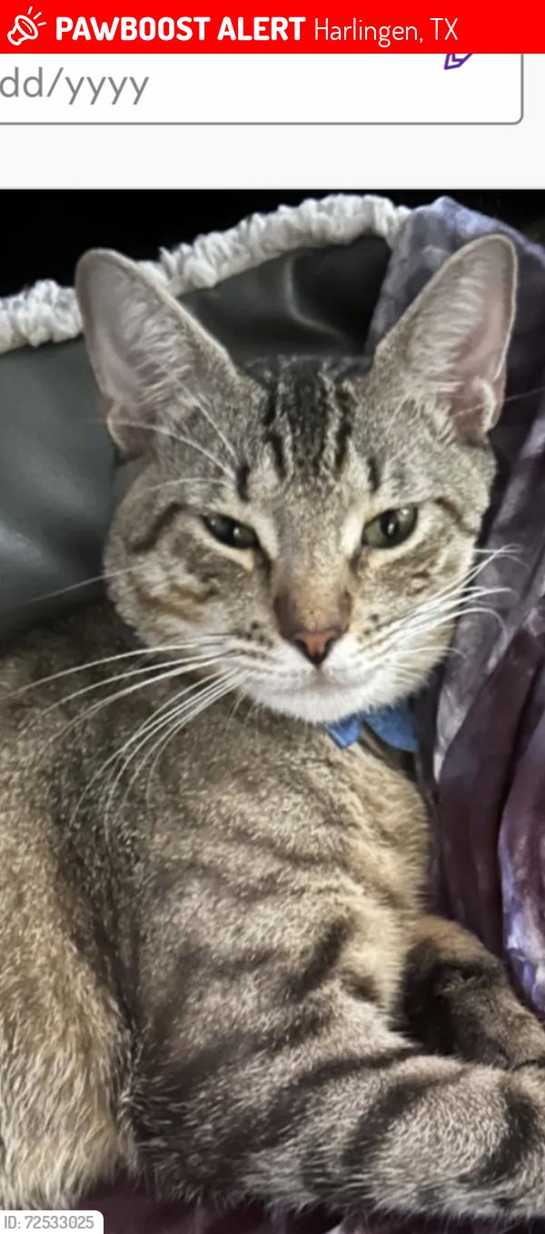 Lost Male Cat last seen Orange Ln and Wilcox , Harlingen, TX 78552