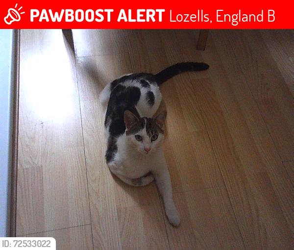 Lost Male Cat last seen Lozells, Lozells, England B19