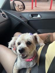 Lost Female Dog last seen Paseo carina , Chula Vista, CA 91915