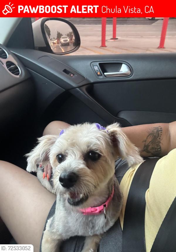 Lost Female Dog last seen Paseo carina , Chula Vista, CA 91915