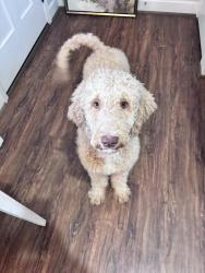 Lost Male Dog last seen Kimberly Dr, Doris Dr, Anderson County, SC 29642
