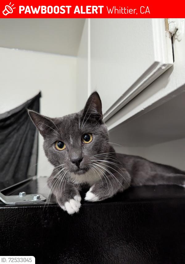 Lost Male Cat last seen Near Workman Mill Rd and Sycamore Canyon Rd , Whittier, CA 90601