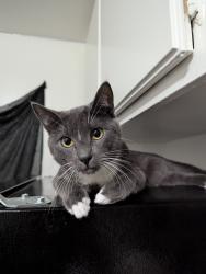 Lost Male Cat last seen Near Workman Mill Rd and Sycamore Canyon Rd , Whittier, CA 90601