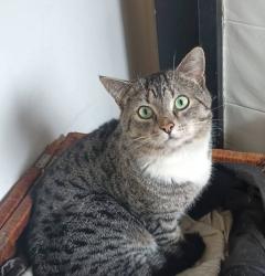 Lost Male Cat last seen Sydney Rd, Fawkner , Fawkner, VIC 3060