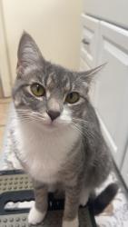 Lost Female Cat last seen Tupelo Auburn apmts , Lee County, MS 38804