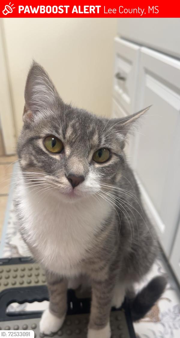 Lost Female Cat last seen Tupelo Auburn apmts , Lee County, MS 38804
