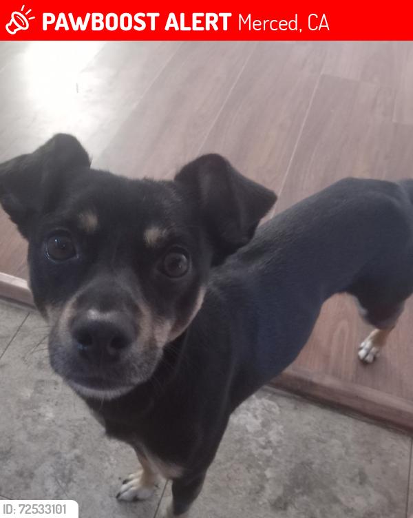 Lost Male Dog last seen Yosemite Parkway, Merced, CA 95341