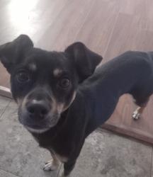 Lost Male Dog last seen Yosemite Parkway, Merced, CA 95341