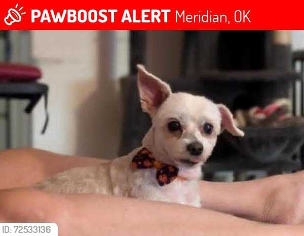 Lost Female Dog last seen E Forrest Hills Rd , Meridian, OK 73058