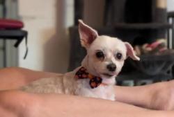 Lost Female Dog last seen E Forrest Hills Rd , Meridian, OK 73058