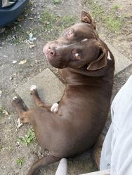 Lost Male Dog last seen Post Rd , 30th Street, Indianapolis, IN 46219