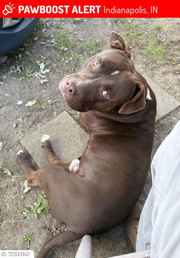 Lost Male Dog last seen Post Rd , 30th Street, Indianapolis, IN 46219