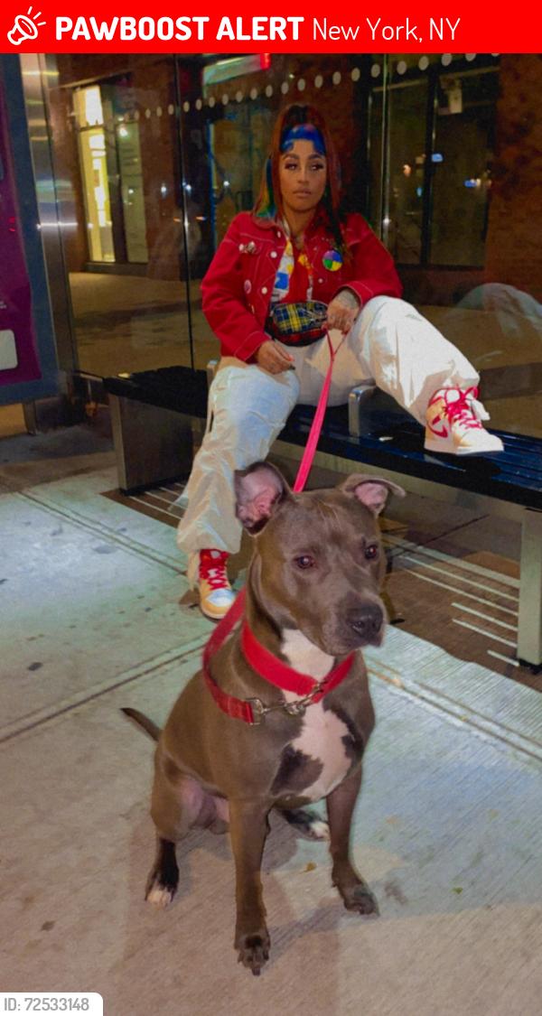 Lost Male Dog last seen Delancey, New York, NY 10002